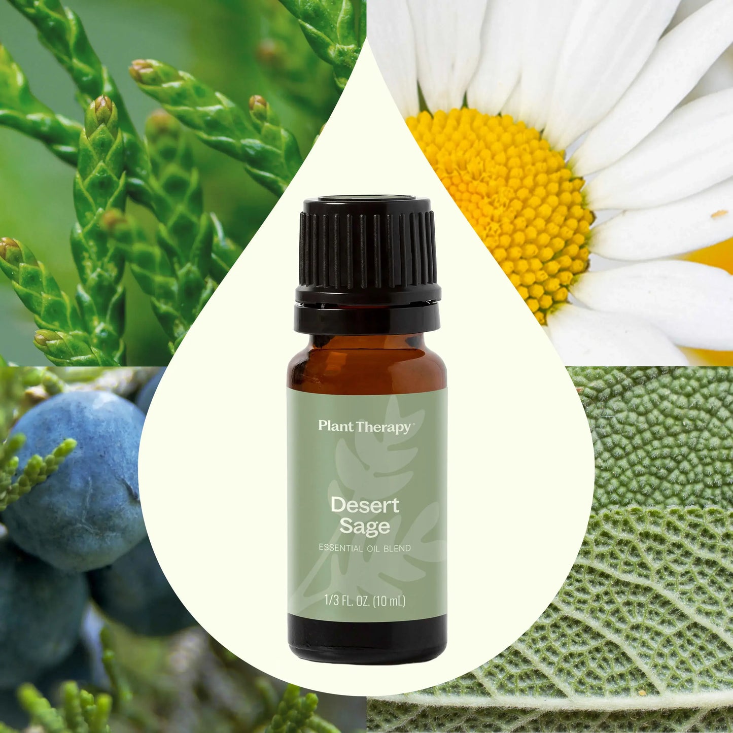 Desert Sage Essential Oil Blend 10 ml