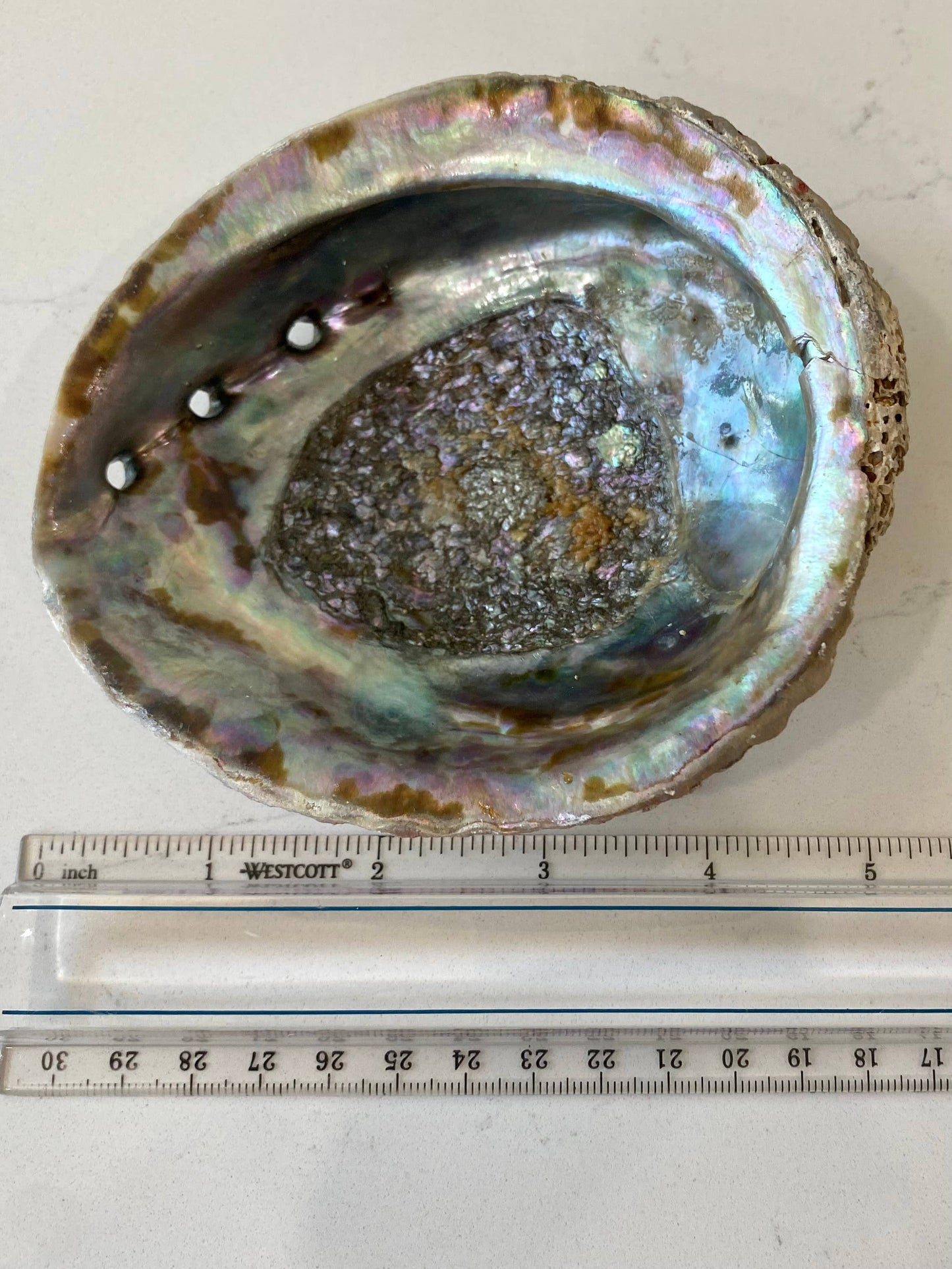 Abalone Shell Smudge Bowls (Medium): Medium